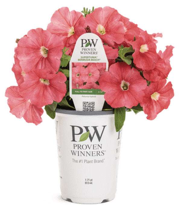 4 Inch Petunia Supertunia Bermuda Beach Improved