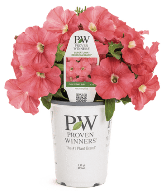 4 Inch Petunia Supertunia Bermuda Beach Improved