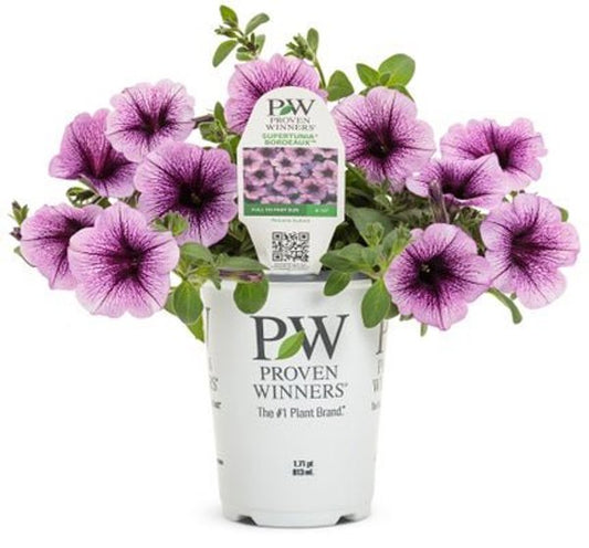 4 Inch Petunia Supertunia Bordeaux