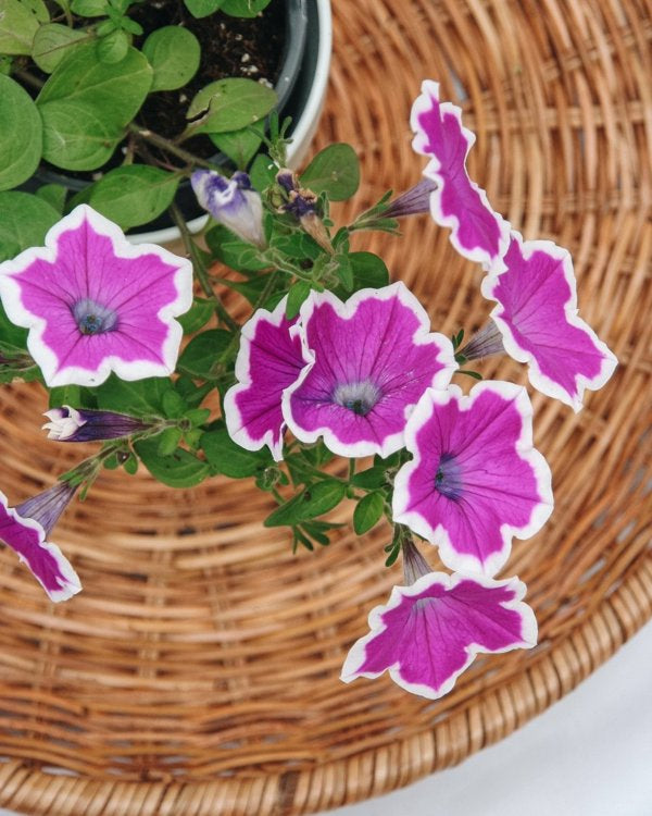 4 Inch Petunia Supertunia Hoopla Vivid Orchid