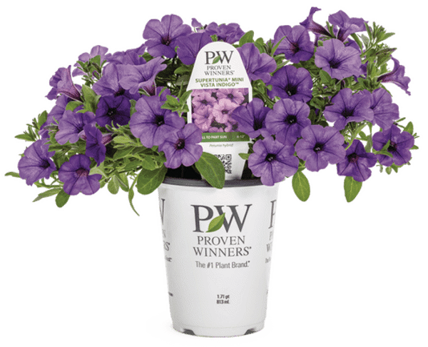 4 Inch Petunia Supertunia Mini Vista Indigo