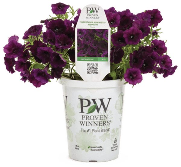 4 Inch Petunia Supertunia Mini Vista Midnight