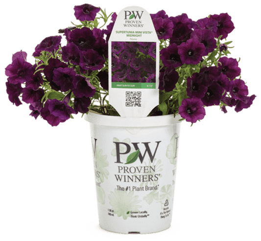 4 Inch Petunia Supertunia Mini Vista Midnight