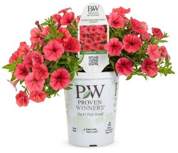 4 Inch Petunia Supertunia Mini Vista Scarlet