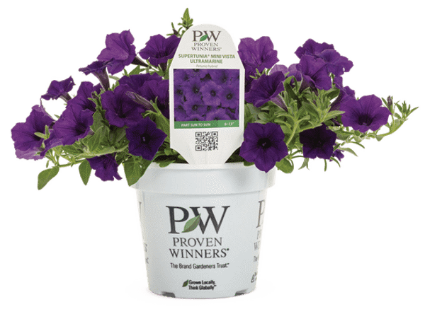 4 Inch Petunia Supertunia Mini Vista Ultramarine