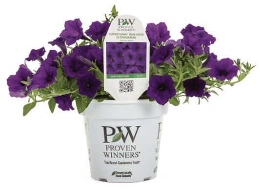 4 Inch Petunia Supertunia Mini Vista Ultramarine