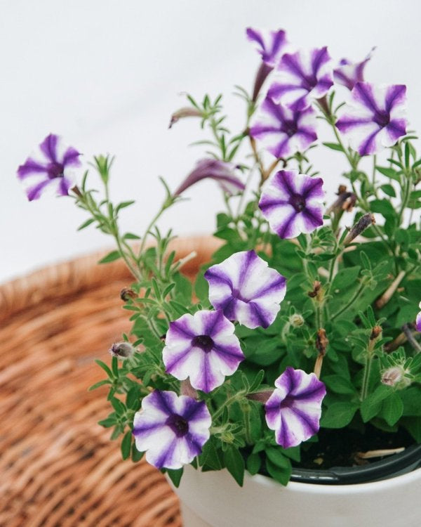 4 Inch Petunia Supertunia Mini Vista Violet Star