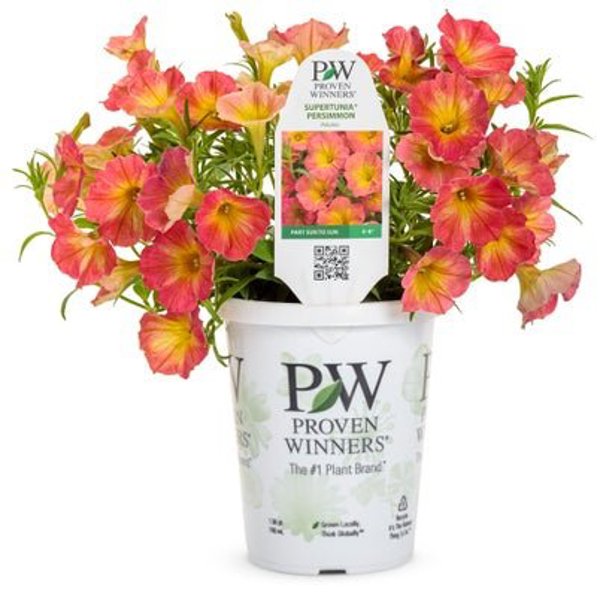 4 Inch Petunia Supertunia Persimmon