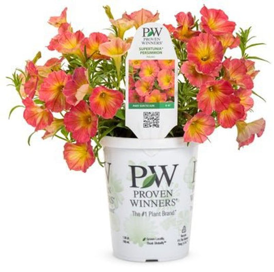 4 Inch Petunia Supertunia Persimmon