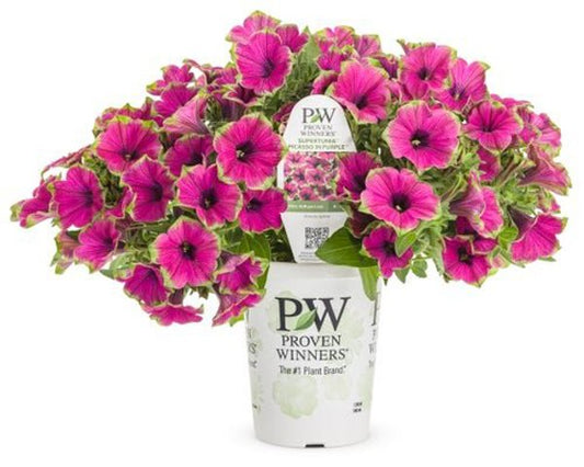 4 Inch Petunia Supertunia Picasso in Purple