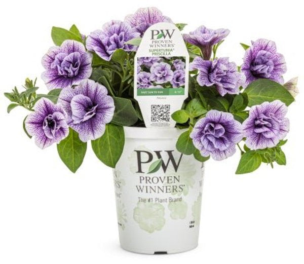 4 Inch Petunia Supertunia Priscilla