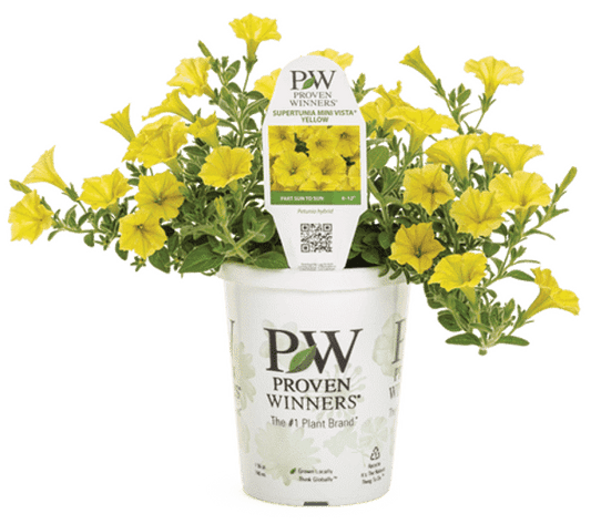 4 Inch Petunia Supertunia Mini Vista Yellow