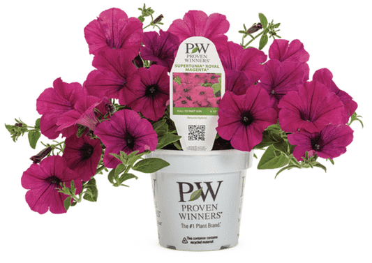4 Inch Petunia Supertunia Royal Magenta