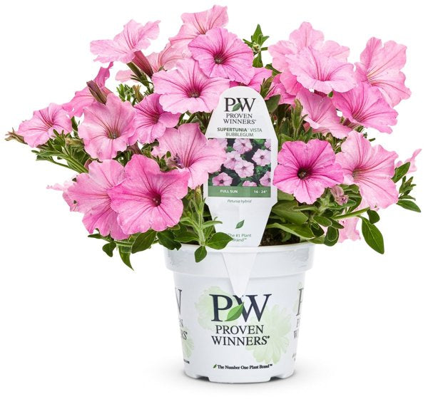 4 Inch Petunia Supertunia Vista Bubblegum
