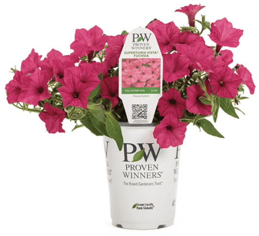 4 Inch Petunia Supertunia Vista Fuchsia