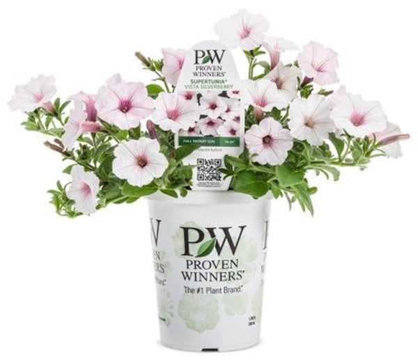 4 Inch Petunia Supertunia Vista Silverberry