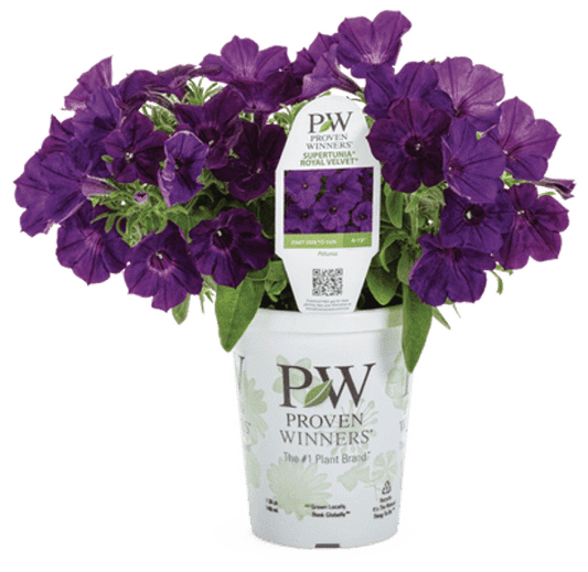 4 Inch Petunia Supertunia Royal Velvet