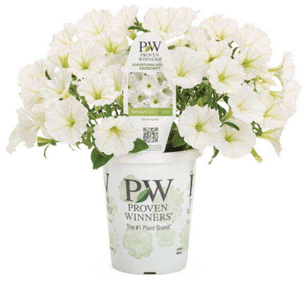 4 Inch Petunia Supertunia Vista Snowdrift  (white)