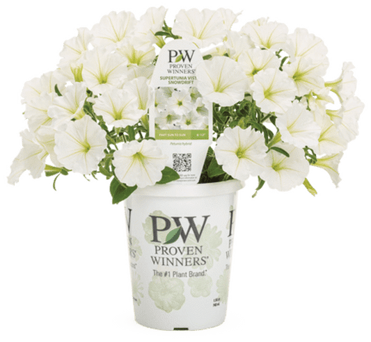 4 Inch Petunia Supertunia Vista Snowdrift  (white)