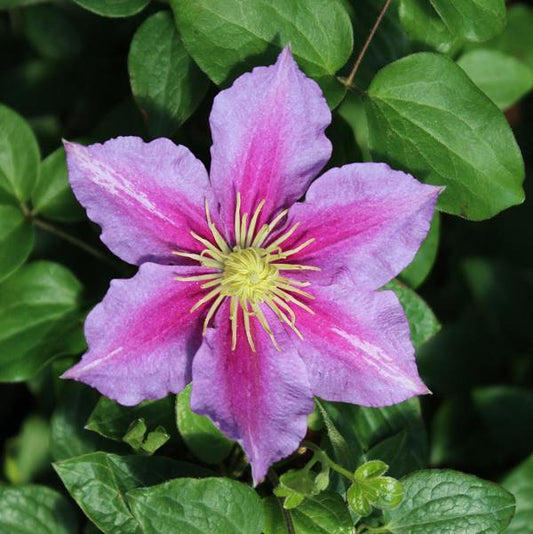 1g Piilu Clematis