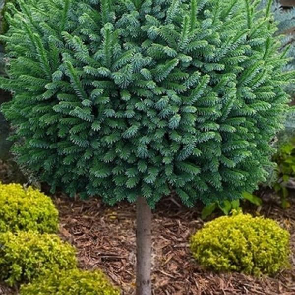 5g Pimoko Serbian Spruce   Standard
