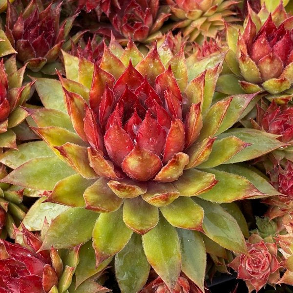 1g Pineapple Paradise Hens and Chicks