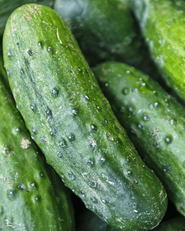 4 Inch Pickling Cucumber