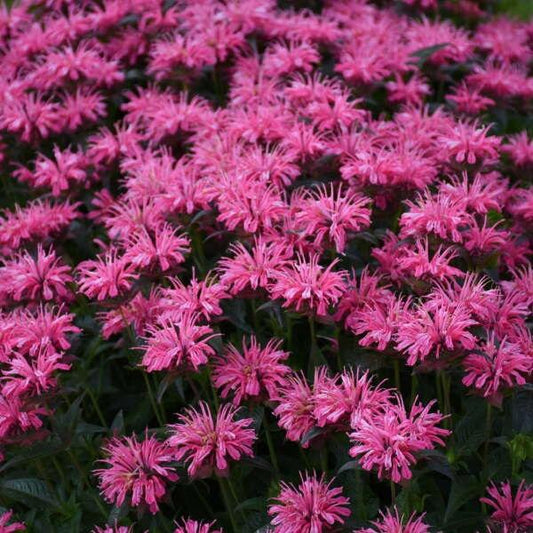 1g Pink Chenille Bee Balm