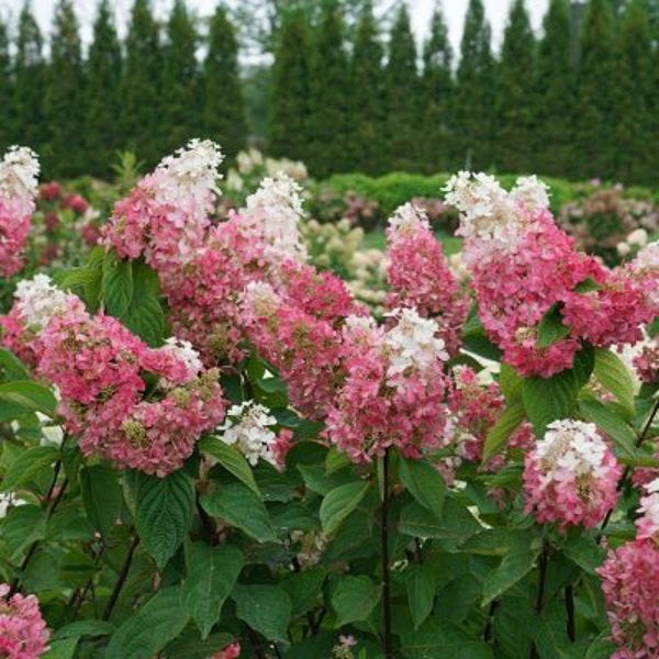 1 Quart Pinky Winky  Panicle Hydrangea
