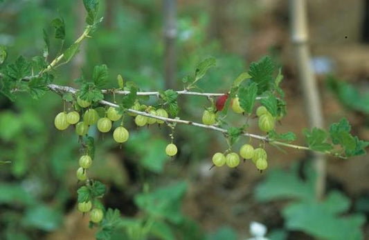 1g Pixwell Gooseberry