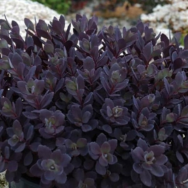 1g Plum Dazzled Stonecrop