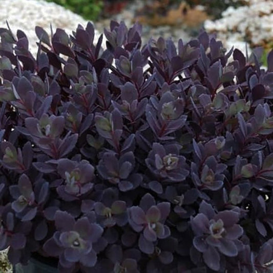 1g Plum Dazzled Stonecrop