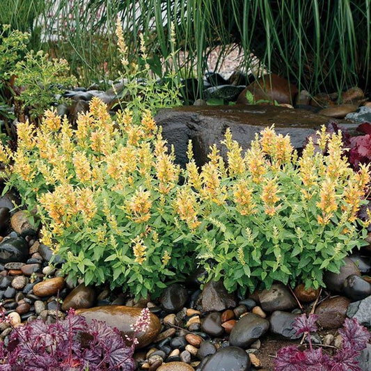 1g Poquito Butter Yellow Hyssop