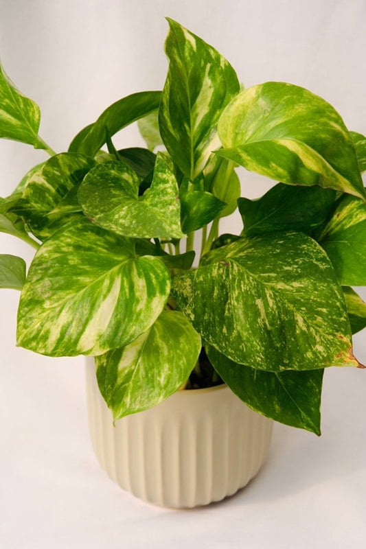 Pothos - 5 Inch Grower Pot