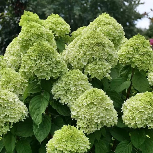 1 Quart Powerball Hydrangea