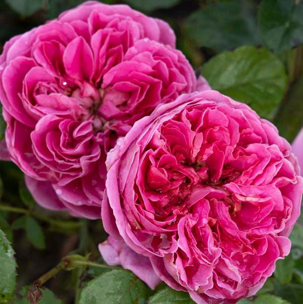 2g PowerPuff Pink Floribunda Rose