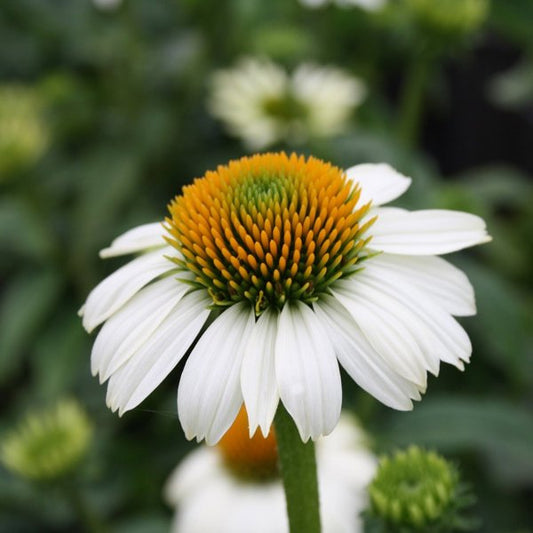2g PowWow White Coneflower