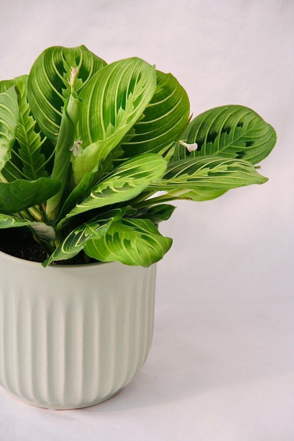 Prayer Plant Lemon Lime - 5 Inch Grower Pot