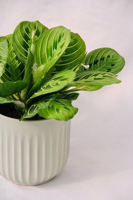 Prayer Plant Lemon Lime - 5 Inch Grower Pot