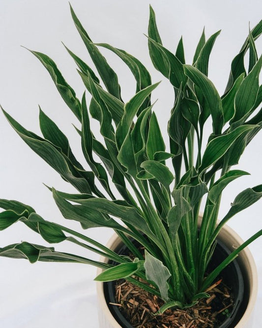 1g Praying Hands Plantain Lily