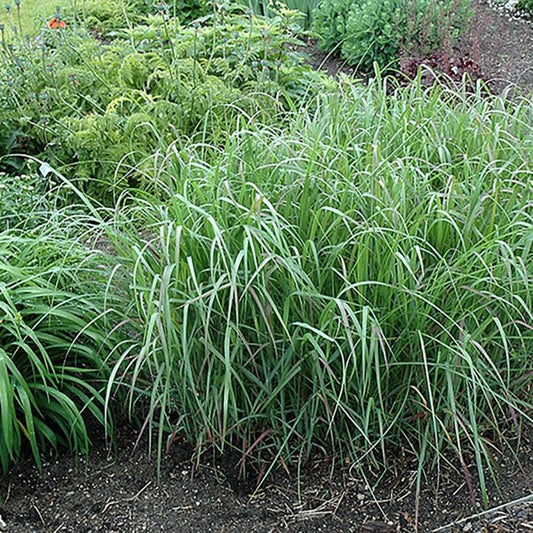 1g Prairie Fire Switchgrass