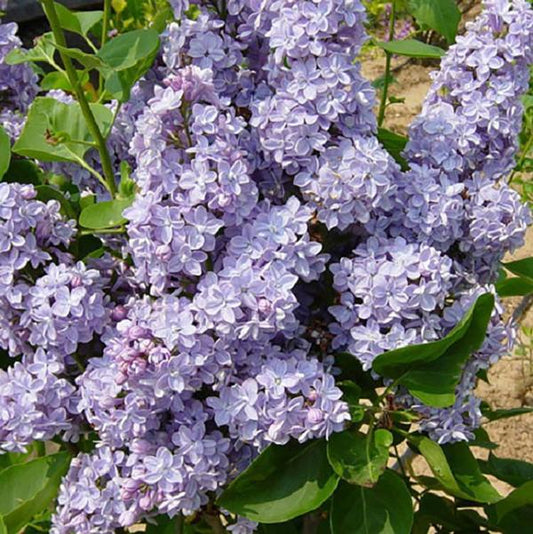 5g President Grevy Lilac