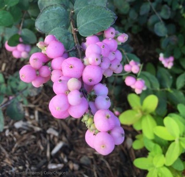 1 Quart Proud Berry  Coralberry