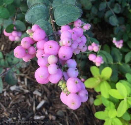 1 Quart Proud Berry  Coralberry