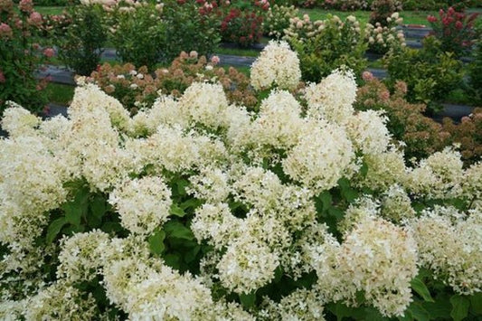 1 Quart Puffer Fish  Panicle Hydrangea
