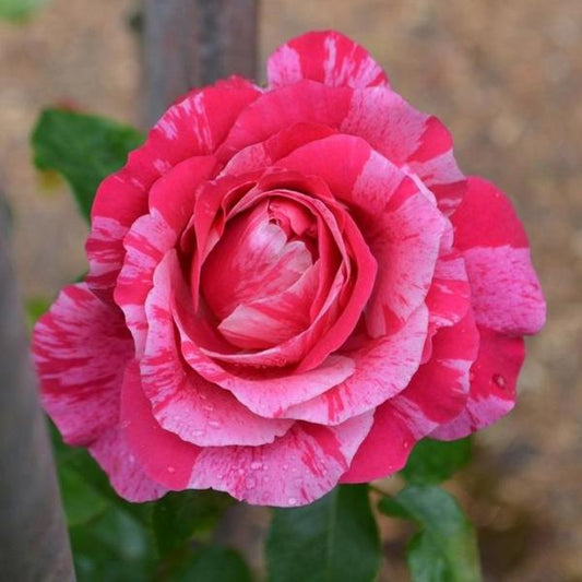 2g Raspberry Cream Twirl Rose