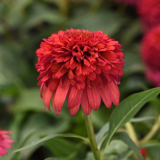 1g Raspberry Deluxe Coneflower