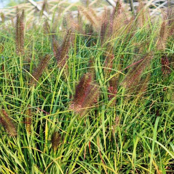 1g Red Head Fountain Grass