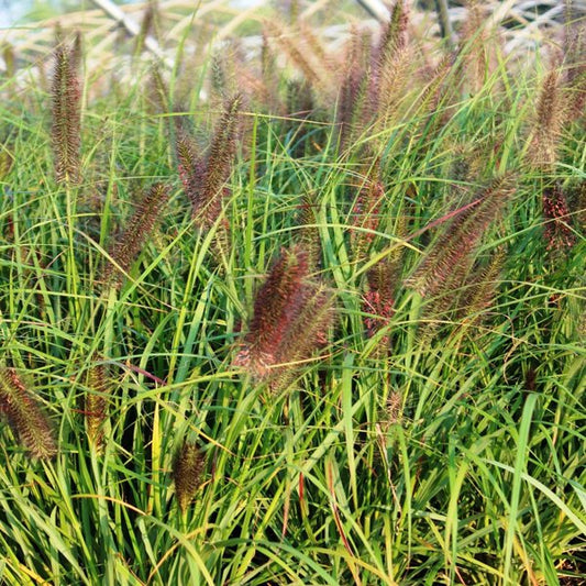 1g Red Head Fountain Grass