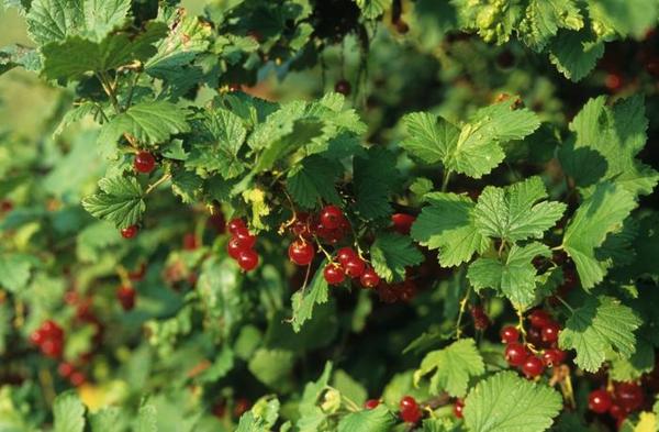1g Red Lake Red Currant